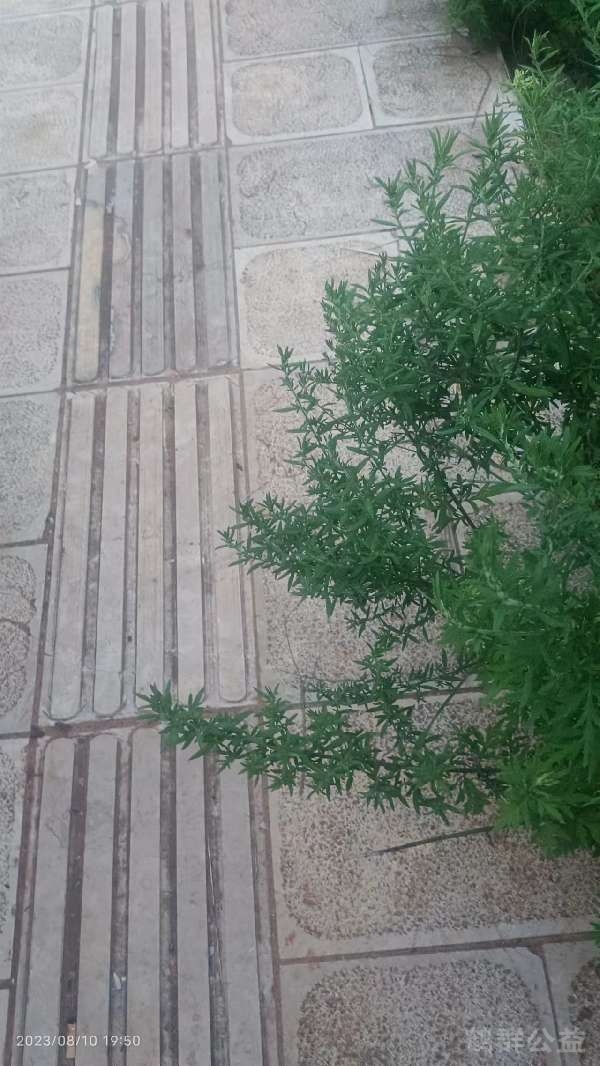 盲道问题反馈图