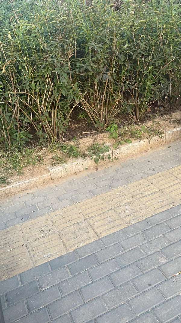 盲道问题处理后图片