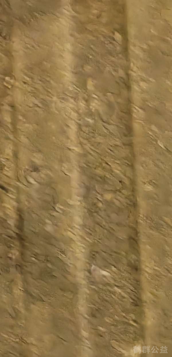 盲道问题处理后图片
