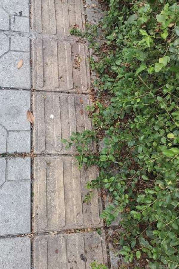 盲道问题处理后图片