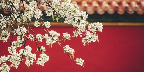 4月21日第三期故宫谜题赏花活动活动图